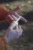 A climber wraps cotton finger tape around his finger at Cratcliffe Crags in the Peak District.